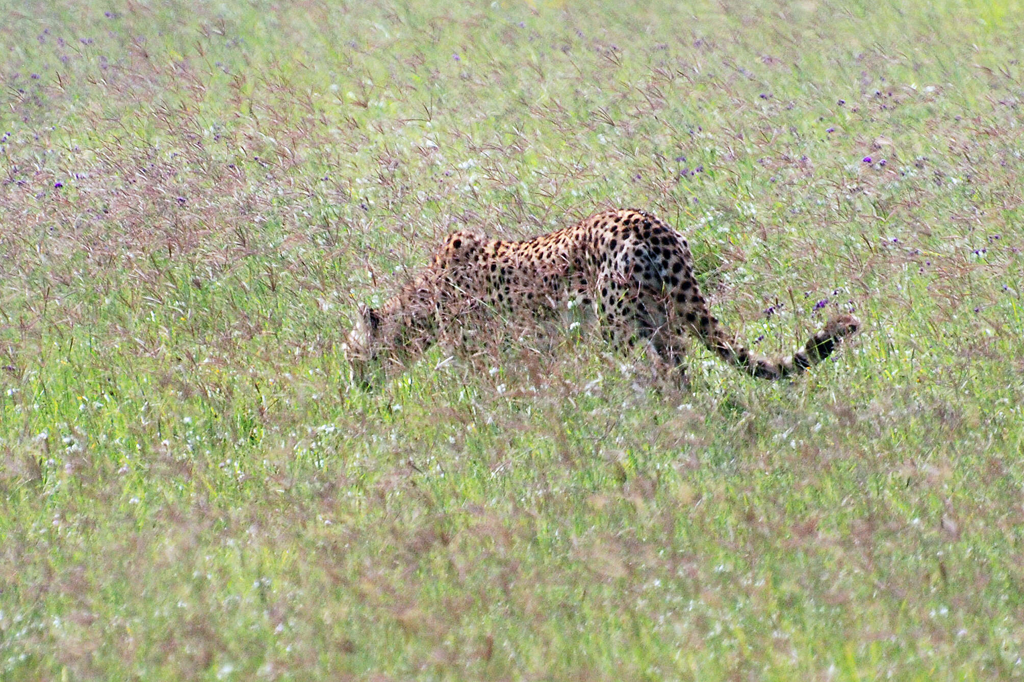 Image de Acinonyx Brookes 1828