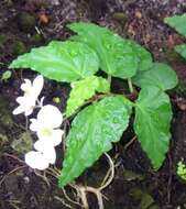 Image of Begonia cubensis Hassk.