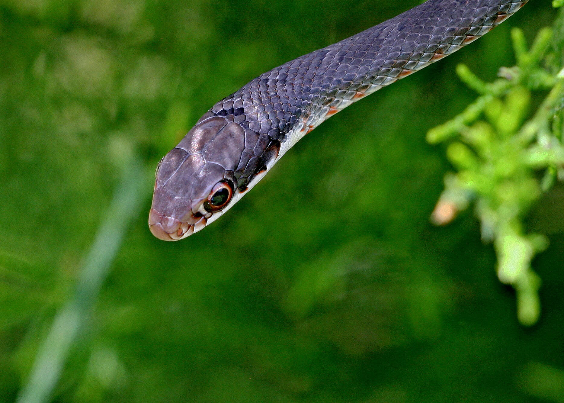 Image of Eastern Racer