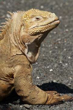 Image of Galapagos Land Iguana