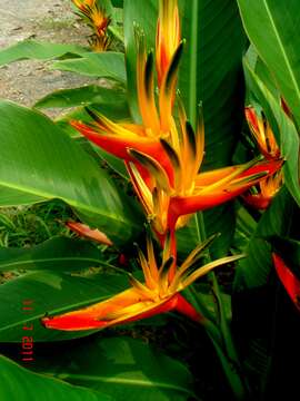 Image of Heliconia angusta Vell.