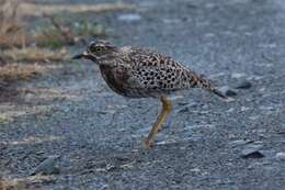 Image of stone-curlews