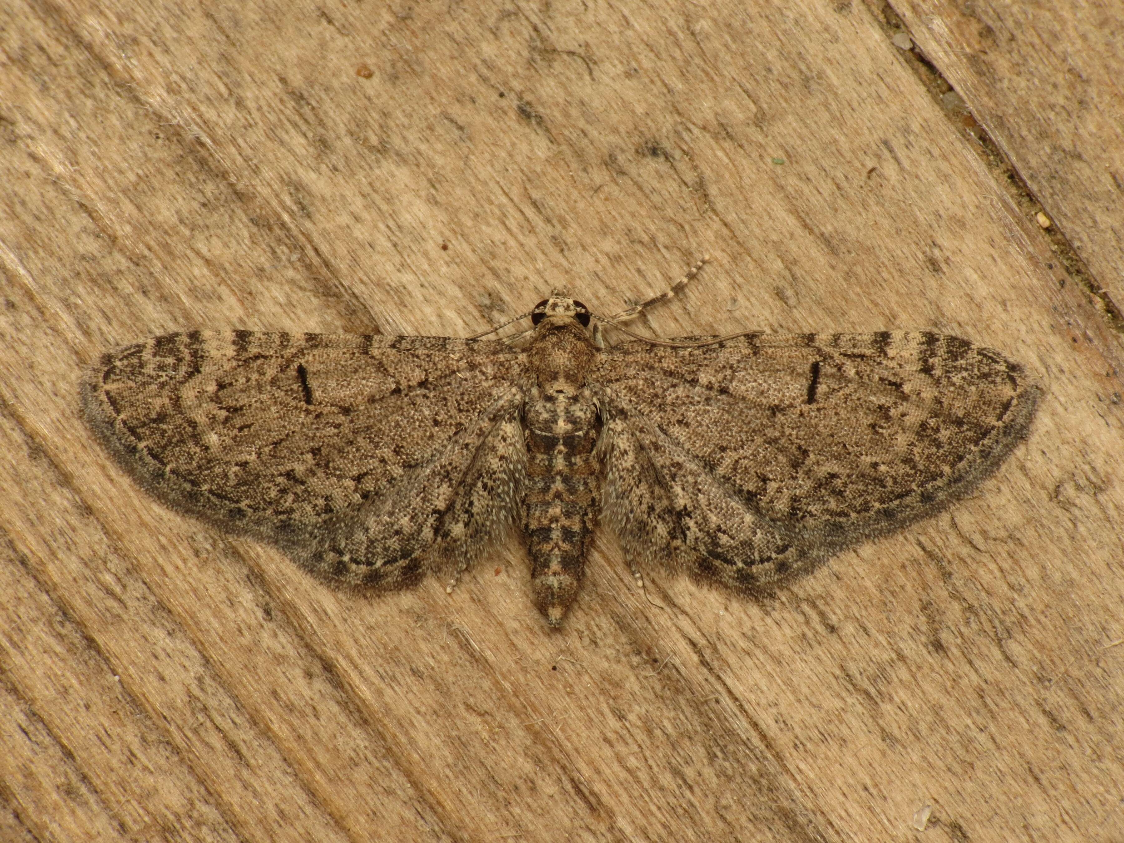 Image de Eupithecia