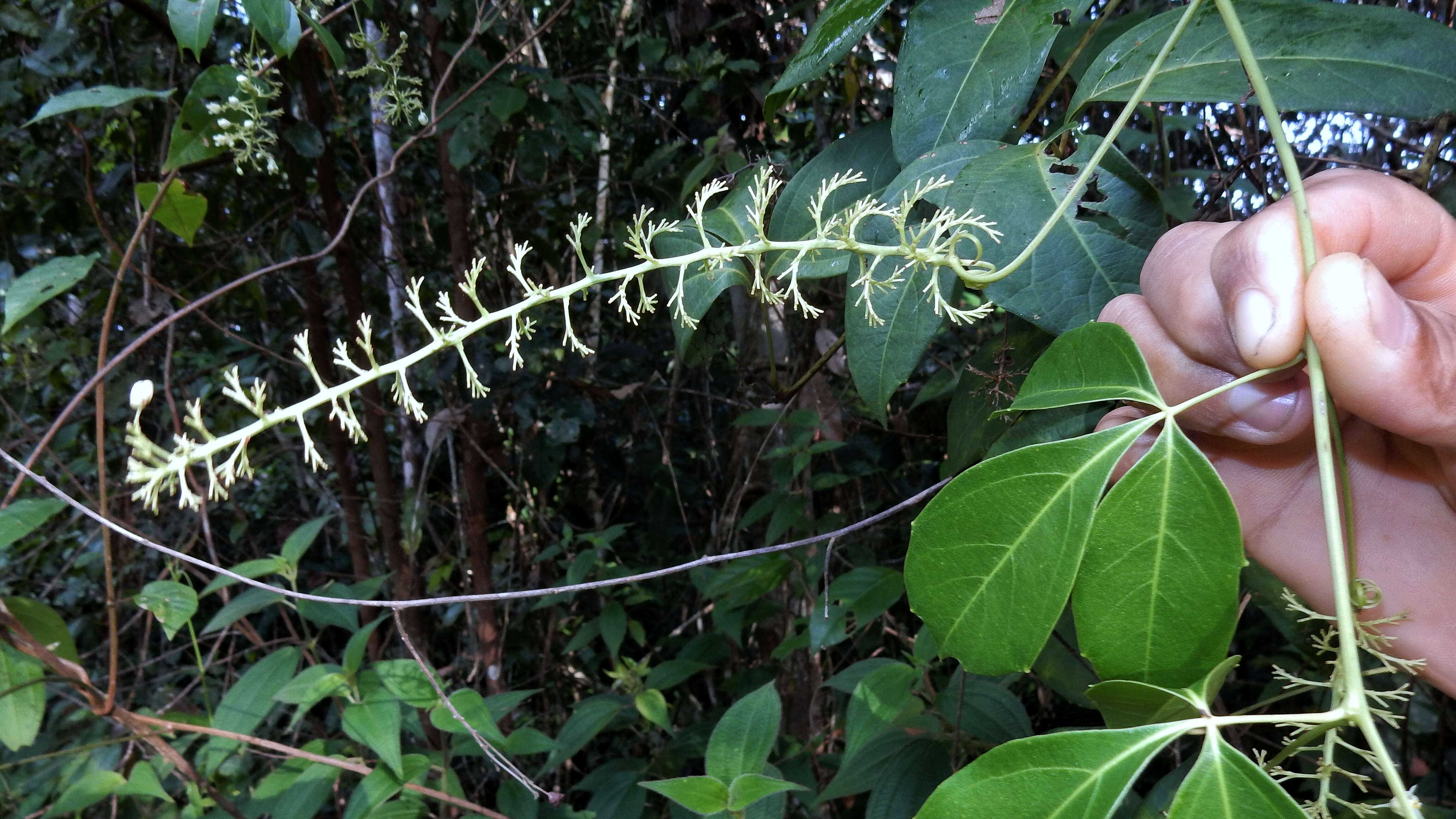 Plancia ëd Serjania dentata (Vell.) Radlk.