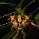 Imagem de Gastrochilus sororius Schltr.