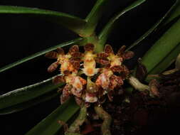 Image of Gastrochilus