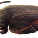 Image of Onthophagus (Indonthophagus) mopsus (Fabricius 1792)