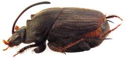 Image of Onthophagus (Indonthophagus) mopsus (Fabricius 1792)