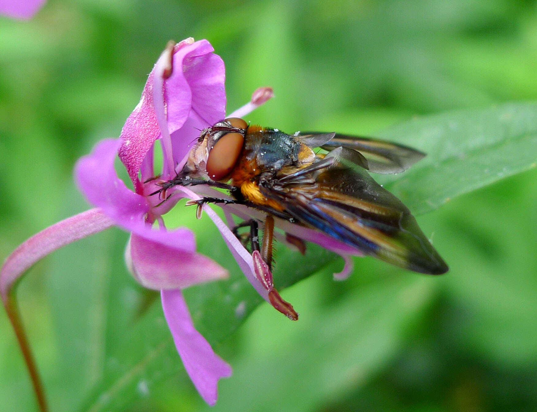 Image of Phasia hemiptera (Fabricius 1794)