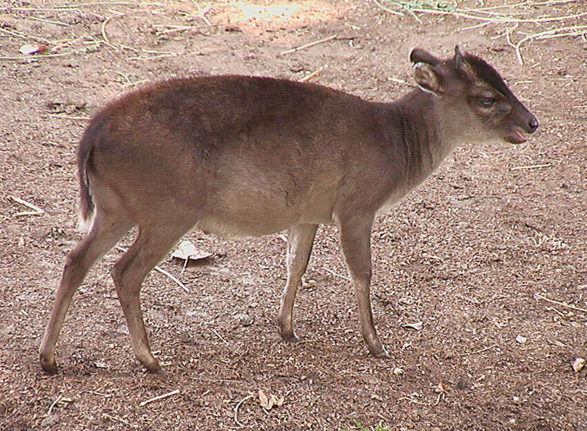 Image of Common Duiker