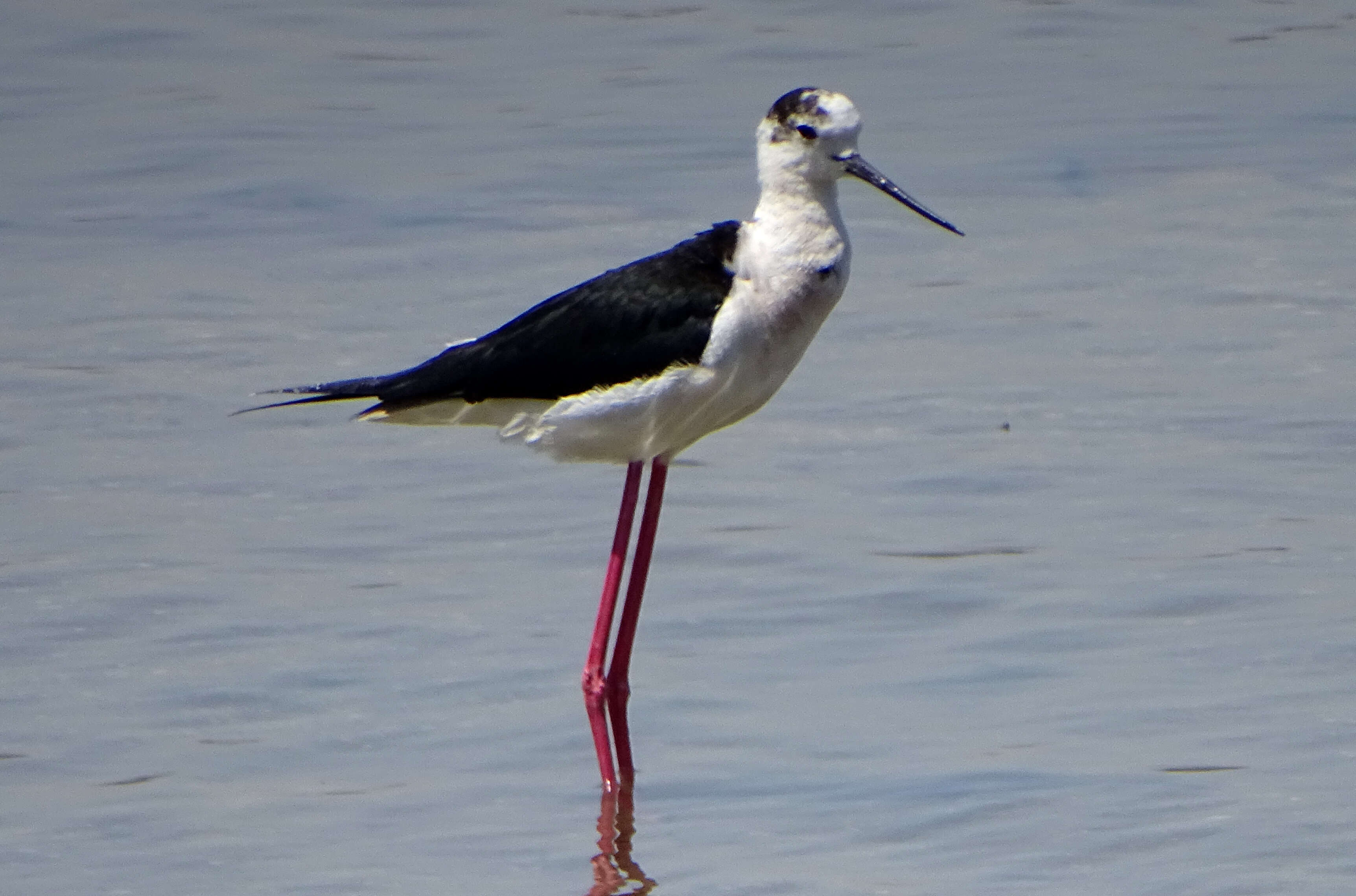 Image of Black-winged Stilt