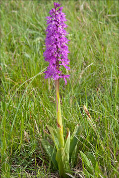 Image of Man Orchids