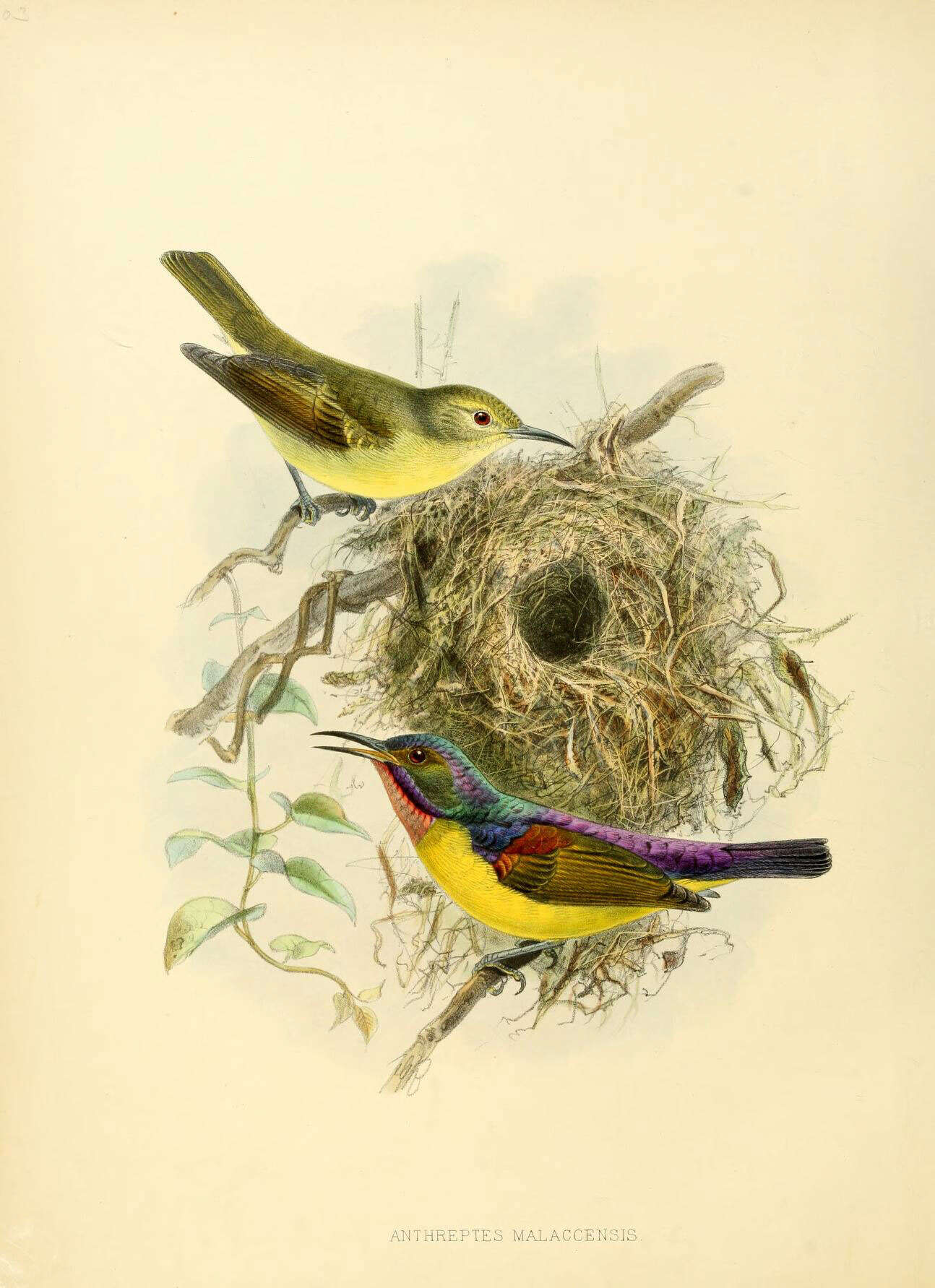 Image of Anthreptes Swainson 1832