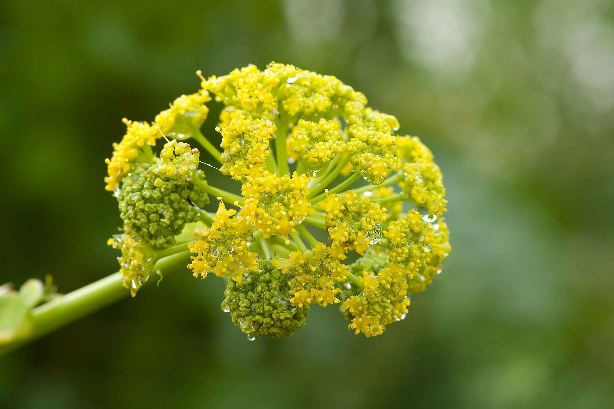 Image of Giant Fennel