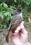 Image of Dusky-capped Flycatcher