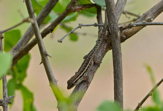 Image of Cape dwarf gecko