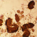 Image of Erysiphe alphitoides (Griffon & Maubl.) U. Braun & S. Takam. 2000