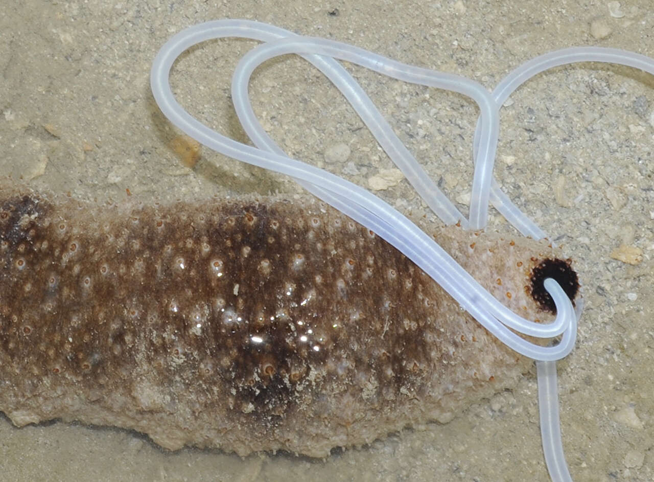 Image of Holothuria (Stauropora) fuscocinerea Jaeger 1833