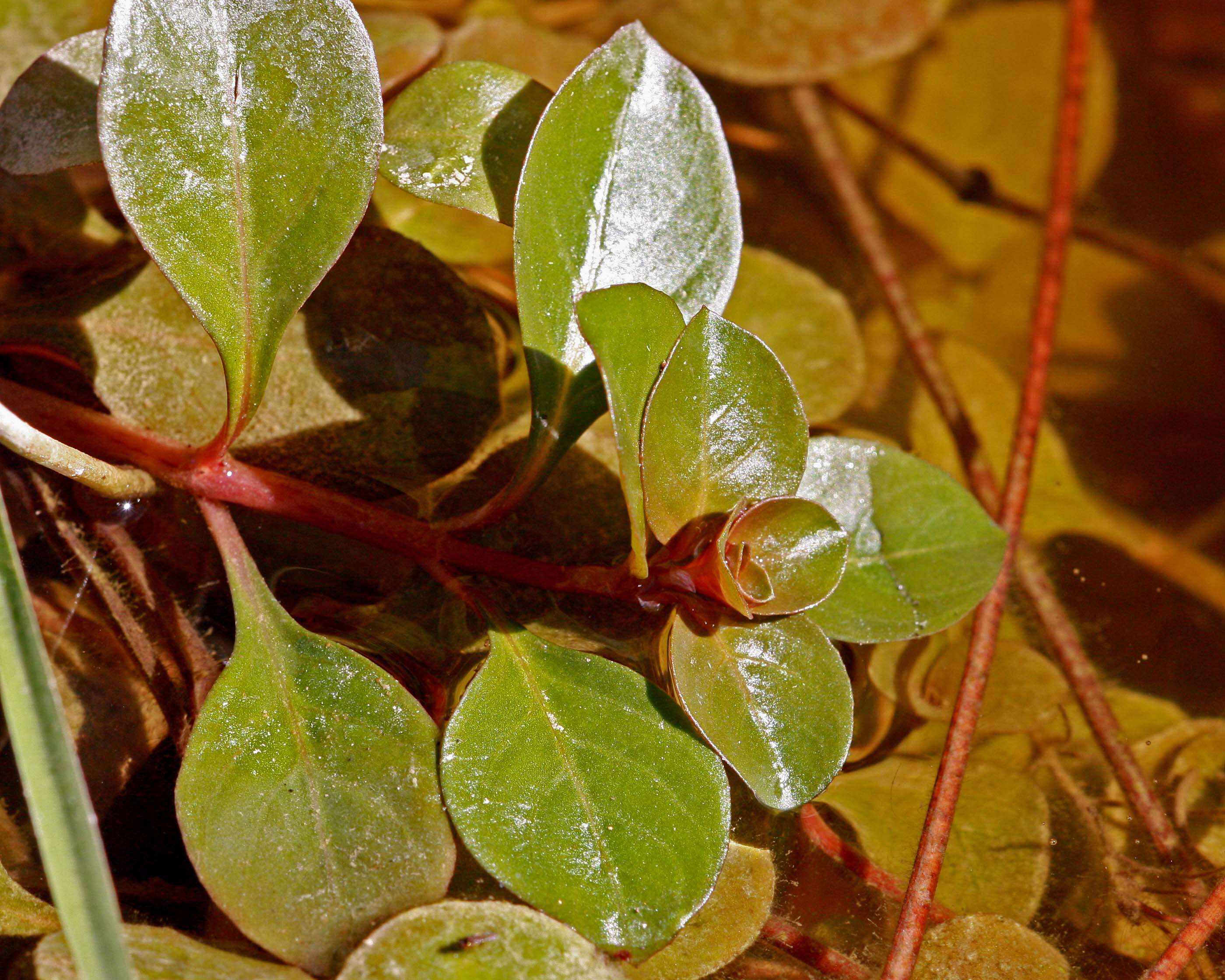 Image of creeping primrose-willow