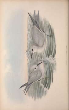 Plancia ëd Anous albivitta (Bonaparte 1856)
