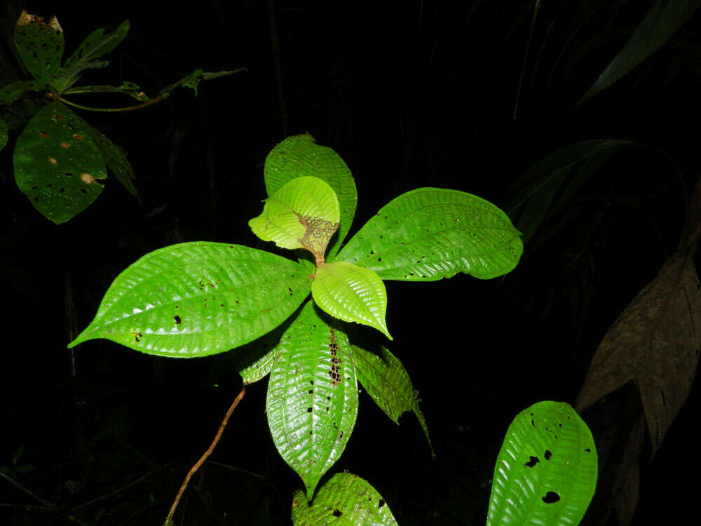 Image of Miconia approximata Gamba & Almeda