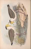 Image of Masked Lapwing