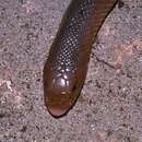 Image of African Shovel-nosed Snake