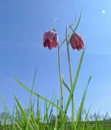 Image of fritillaries