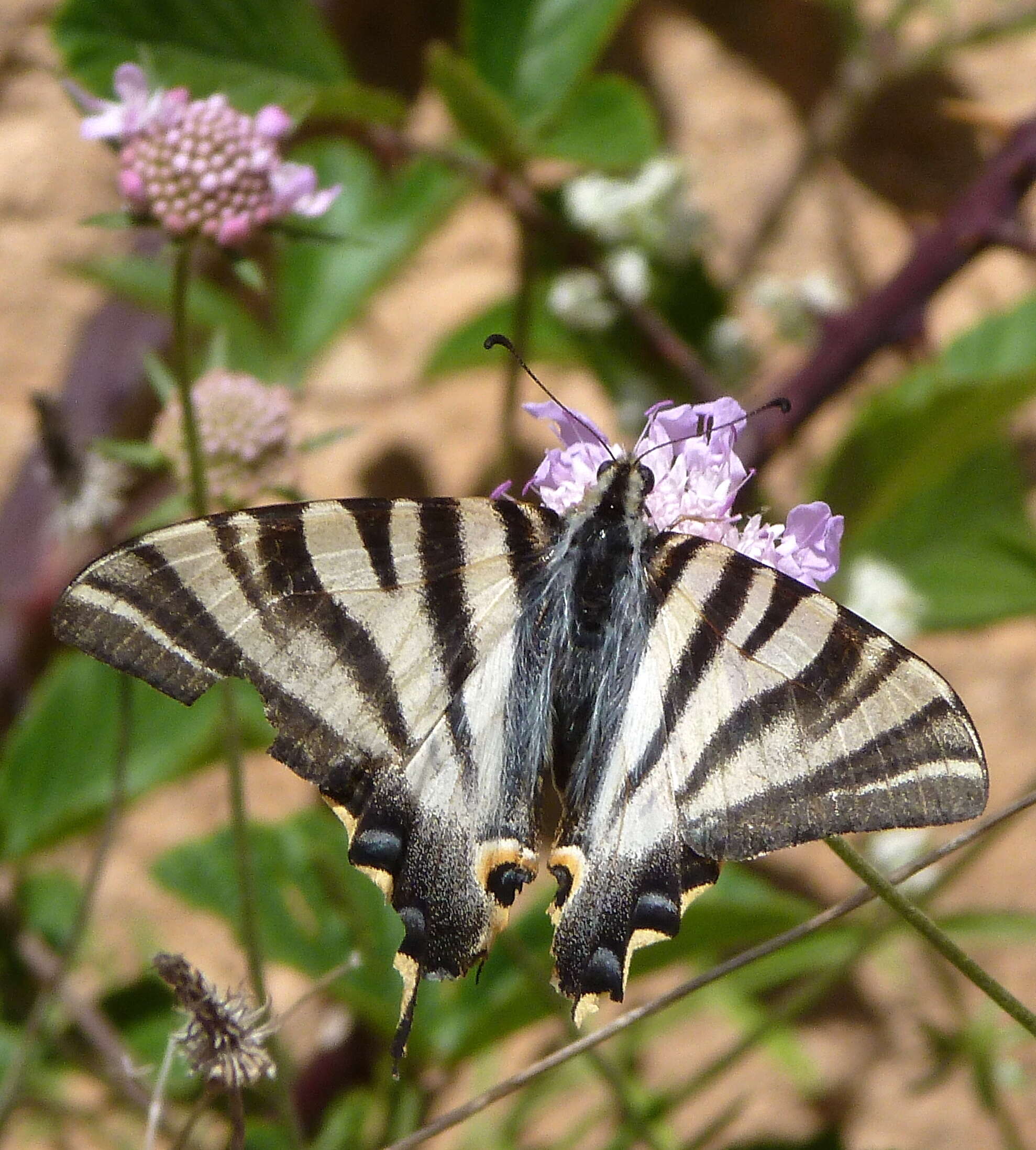 Image of Iphiclides