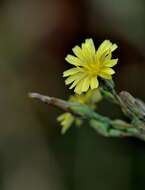 Image of prickly lettuce