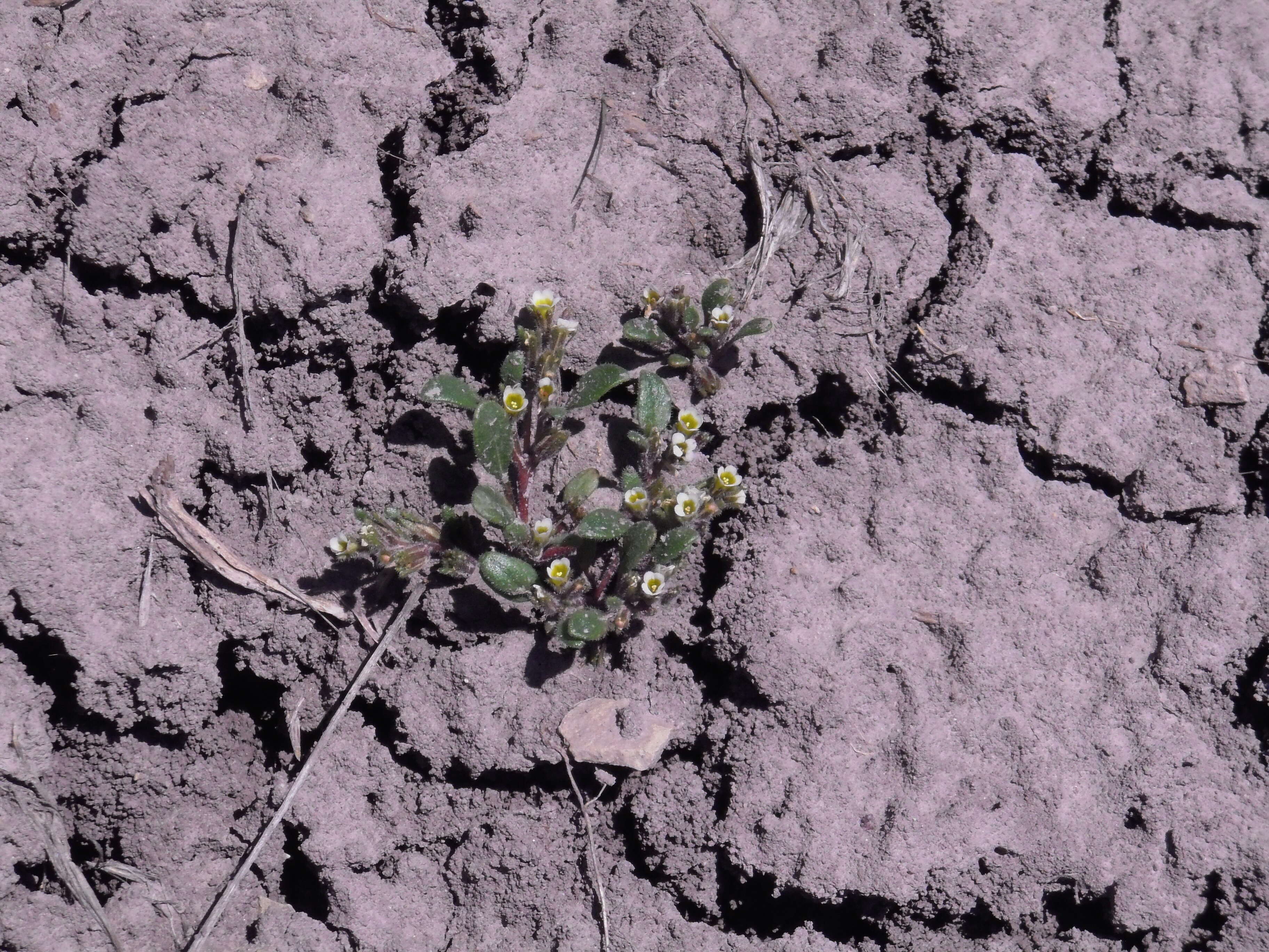 Phacelia scopulina (A. Nels.) Howell的圖片