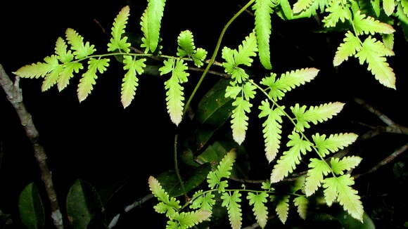 Image of climbing ferns