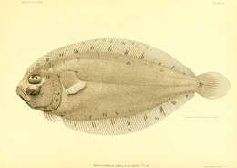 Image of Flounder