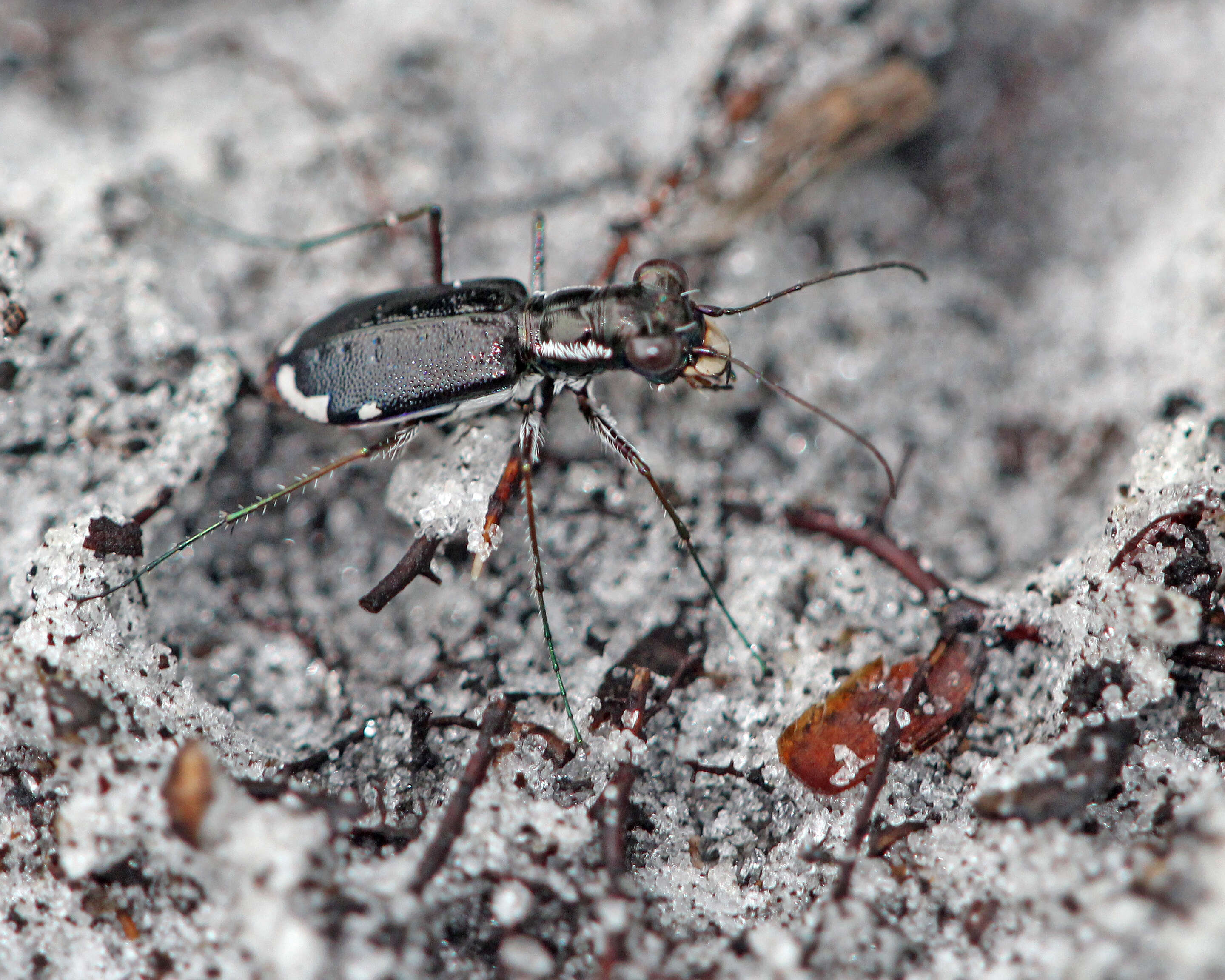 Image of Cicindela (Cicindelidia) scabrosa Schaupp 1884