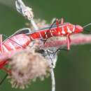 Image of Cotton Stainer