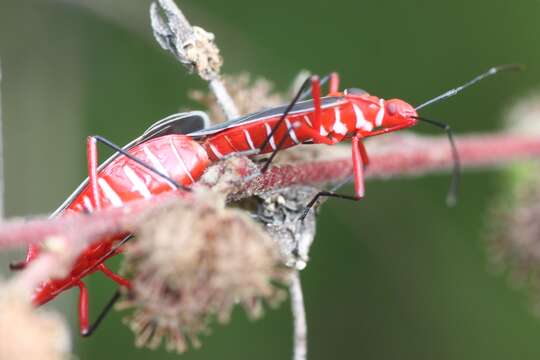 Image of Cotton Stainer