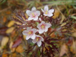 Image of ragged nettlespurge