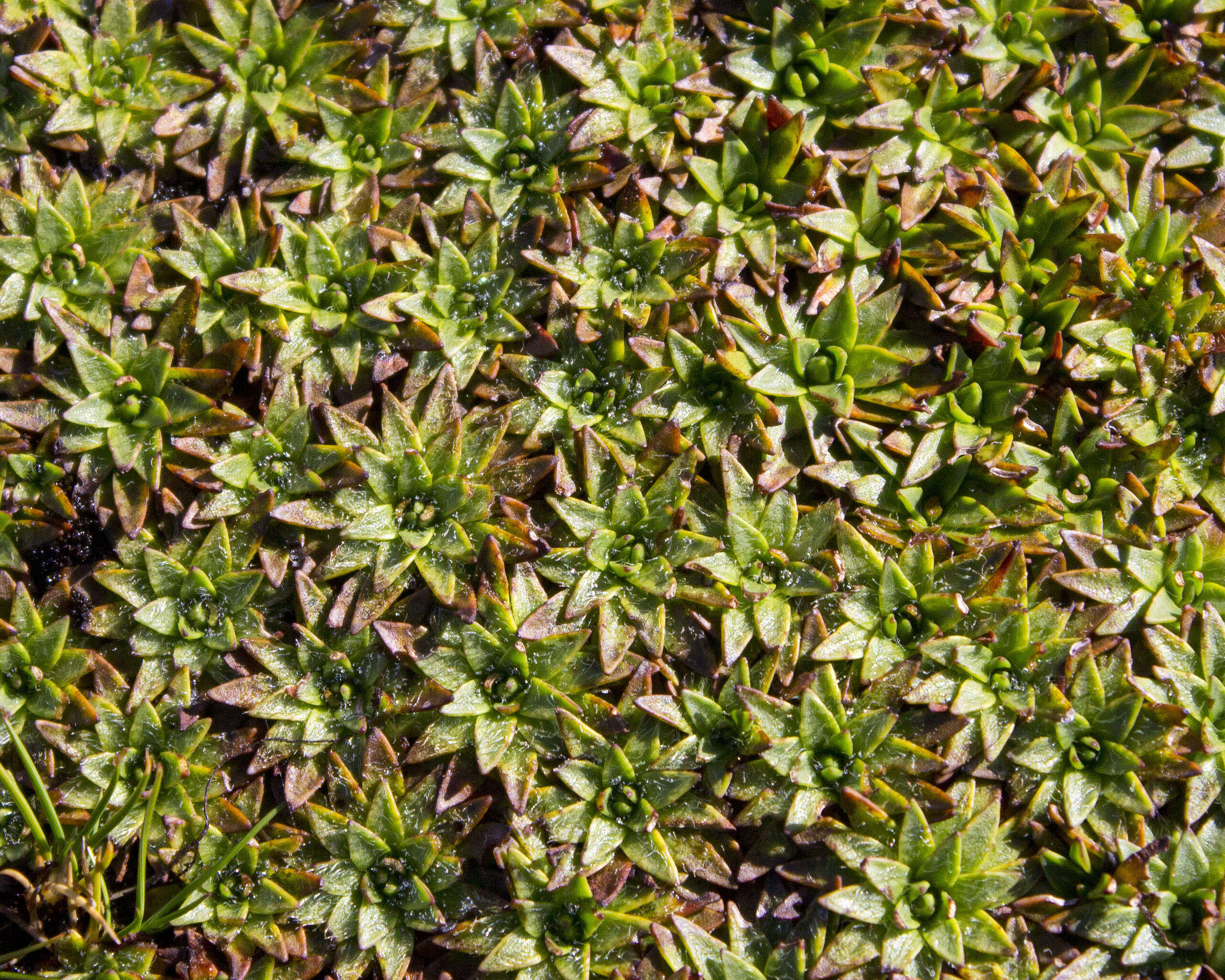 Image of Plantago glacialis B. G. Briggs, Carolin & Pulley