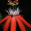 Image of perfumed passionflower
