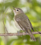 Image of Vireo Vieillot 1808