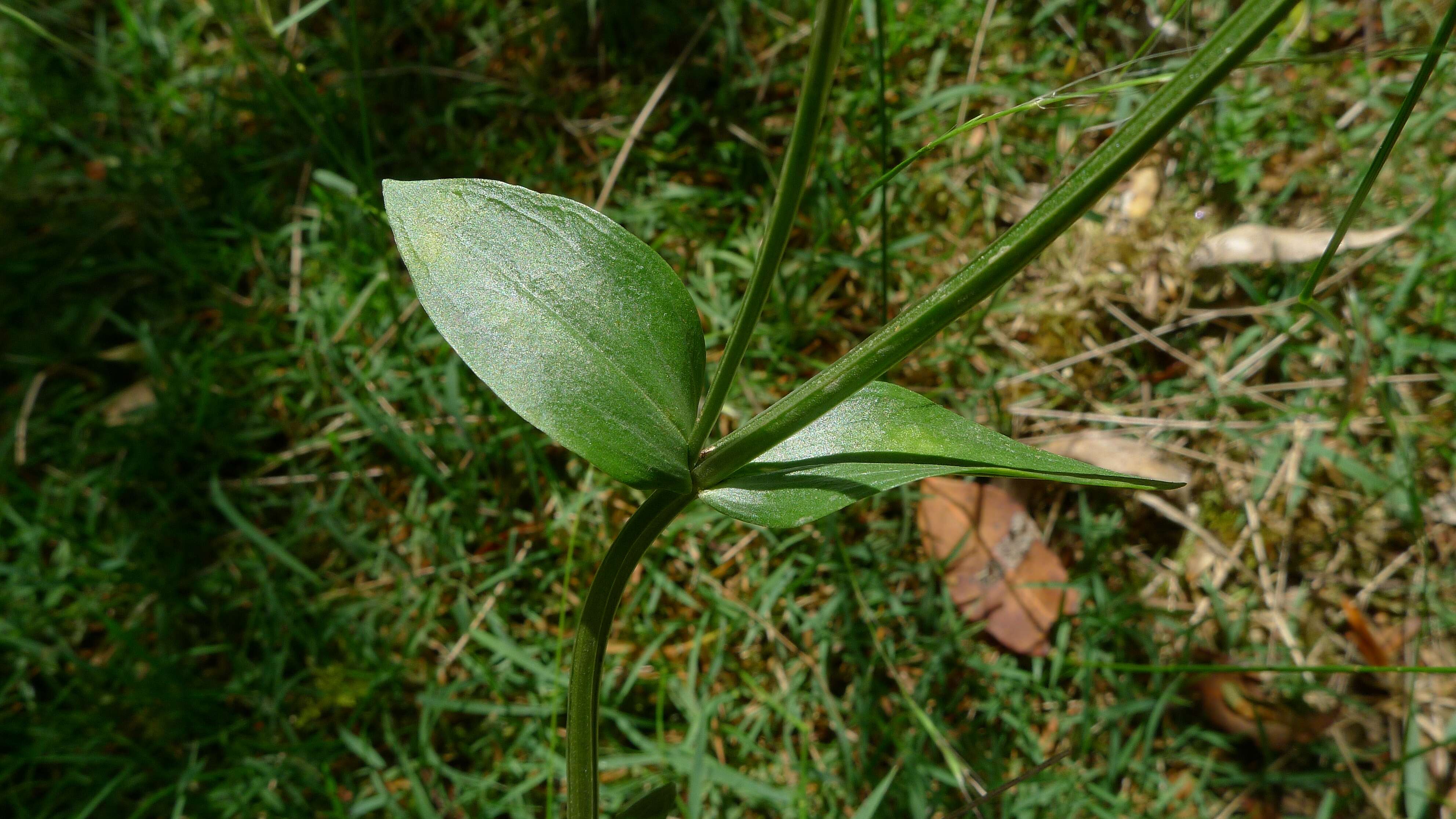 Image of Centaury