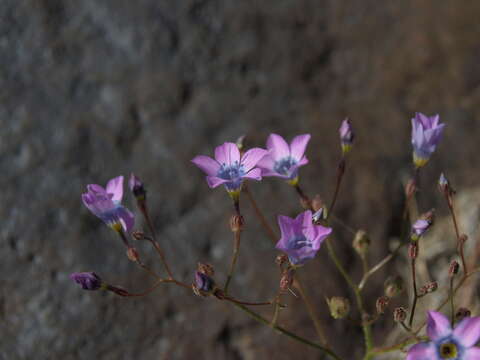 Image of showy gilia