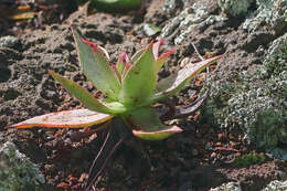 Imagem de Dudleya