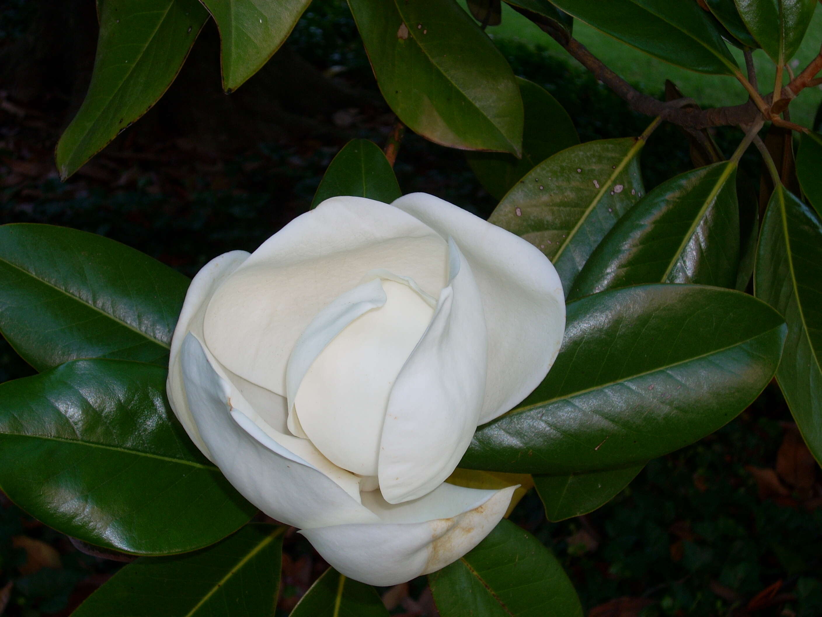 Image of magnolia