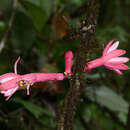 Passiflora amoena L. K. Escobar的圖片