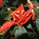 Image of Peruvian wild petunia