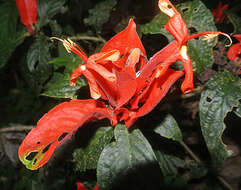 Image of Peruvian wild petunia