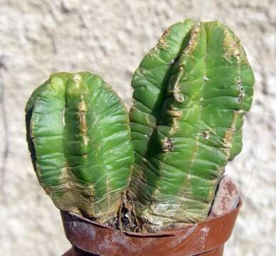 Image of Echinocereus viereckii Werderm.