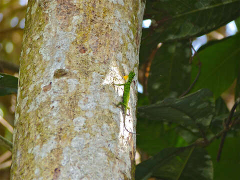 Image of Draco Lizards