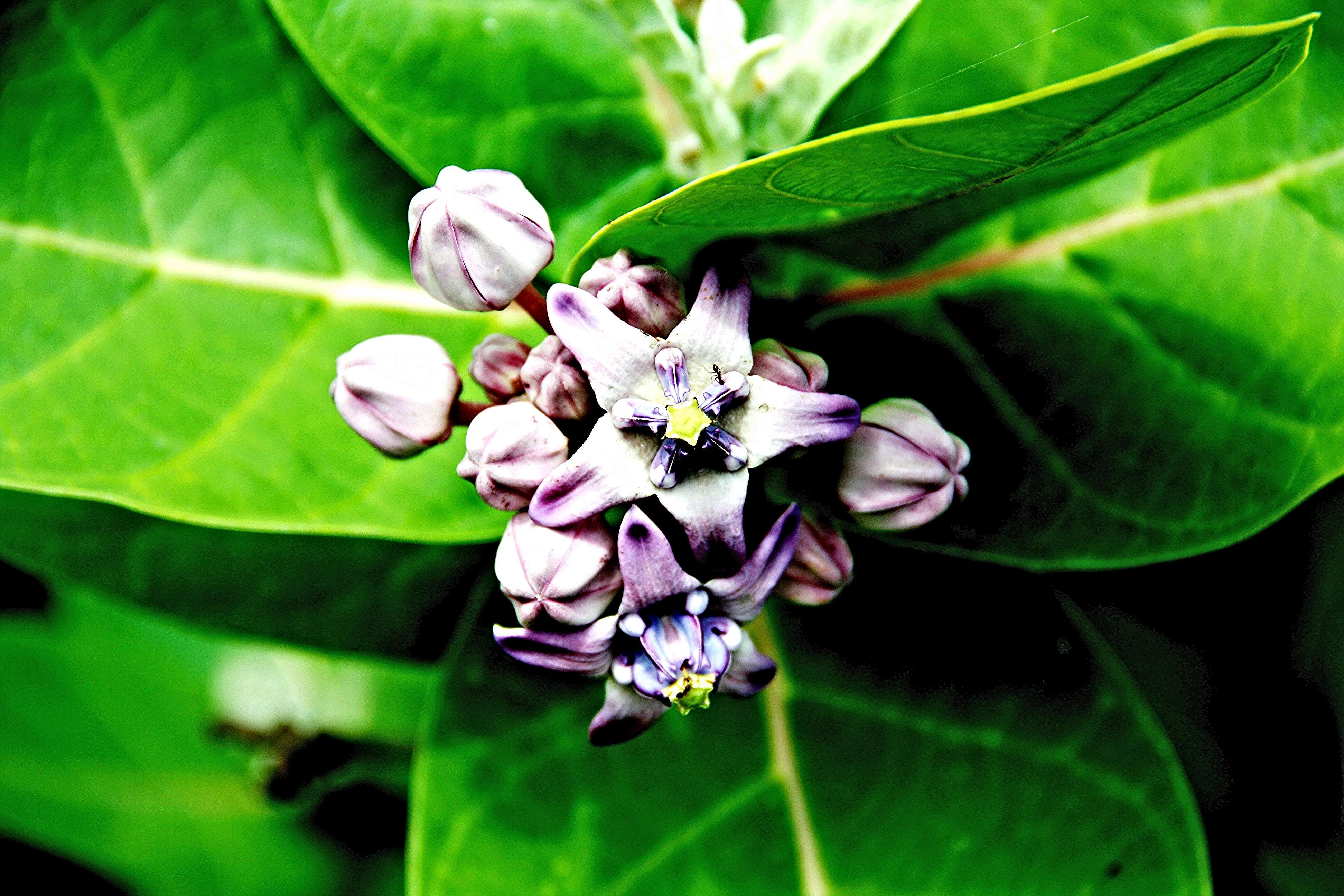 Image of calotropis